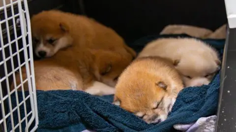 WOODGREEN Three puppies can be seen sleeping together in a carrier. They are brown or ginger in colour and are on a blue blanket or towel. 