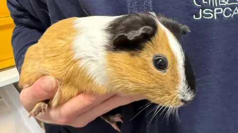 JSPCA A picture of a ginger and white guinea pig with a black stripe.