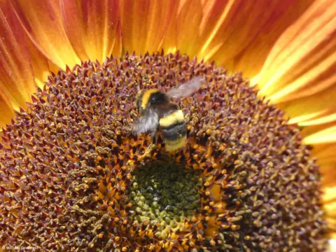 ویلیام دیورست زنبور روی آفتابگردان