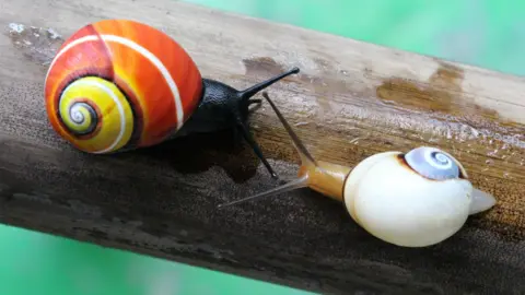 Bernard Raes - Toure two snails - one bright red and yellow, and the other white and blue - face each other on the industry. 