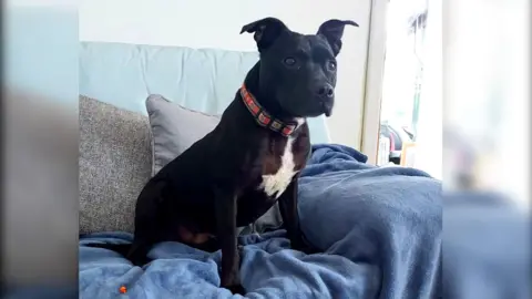 Fiona Rees-Davies Duchess, a medium-sized black dog sits upright on a light-coloured sofa, resting on a soft blue blanket and leaning slightly against grey cushions. The dog has a short, smooth coat with a white patch on the chest and wears a red collar with a patterned design. 