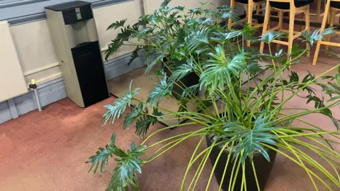 LDRS Two large, green plants with big leaves in black pots. They are situated on a carpet next to a water cooler.