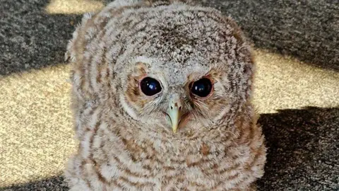 Wild Wings Birds of Prey Small fluffy owl with large black eyes and multi-toned brown fluffy feathers.