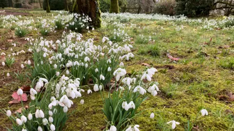 Clusters of snowdrops blanket a large section of mossy grass in a wooded area.