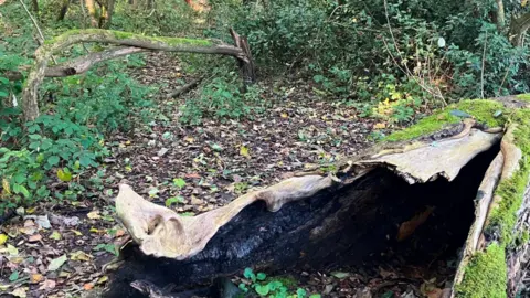 A fallen tree in the foreground, with autumn trees in the background.