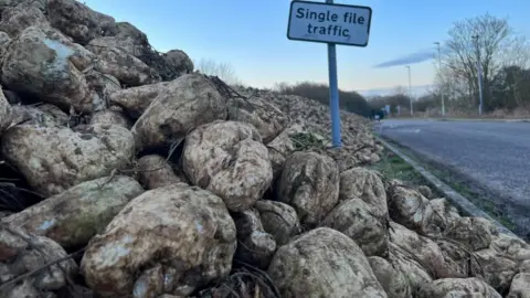 Stuart Howells/BBC Left sugar beet crop on Old Norwich Road, Ipswich, Suffolk