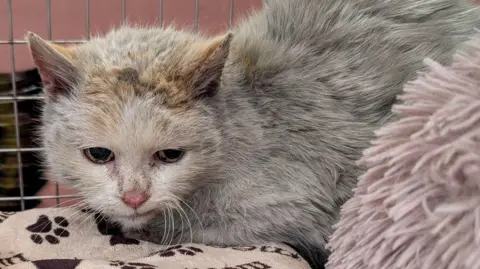 Cat Patrol Dibble, a rather scruffy looking white/grey car with orange ears, sitting in a cage on a pink blanket