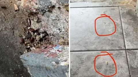 LDRS A composite image showing live maggots on a tile floor and maggot casing on a dirt floor