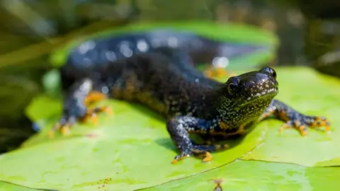 Getty Images A large, shiny newt with dark eyes is lying stretched out, across a large leaf 