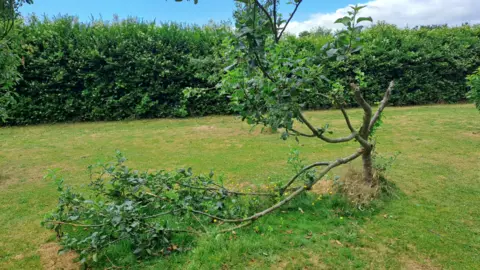 A tree on a grassed area. One of the branches has been snapped and is partially hanging off. In the background are green bushes. 