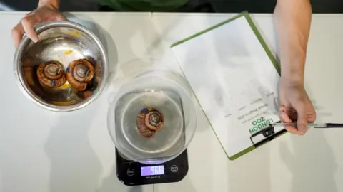 PA Media Brown Vietnamese snails are placed in a plastic bowl on a set of scales. A zookeeper takes notes. 