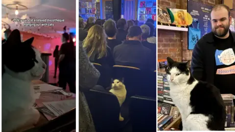 Alien She/David Nash/Instagram: Catcalledfargo Three images of Fargo the cat, in the first he can be seen watching a disco at The Box, in the second he's sitting in the audience for a gig at Just Dropped In record store, and in the third he's seen sitting on the counter at the store being watched over by one of the staff. 