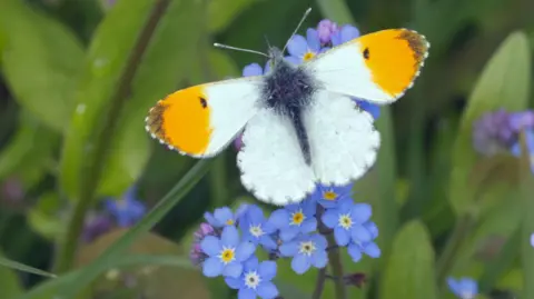 A white butterfly with orange tips on the upper left and right hand side of its wings is resting on a Forget Me Not plant which is in flower.
