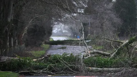 Trees lie across a country road. Branches are lying around. 