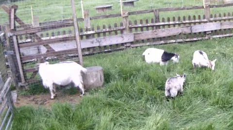 Hertfordshire Police The goats in a paddock