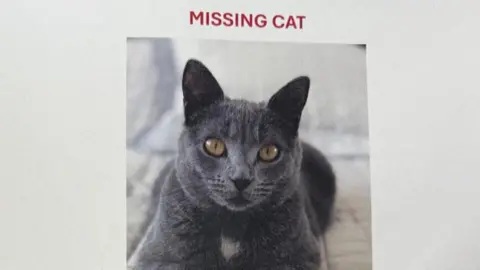 Wolverhampton WhatsApp Group Helps Reunite Missing Cat with Owner