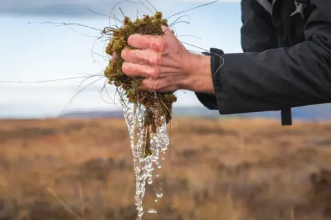 National Peatland Action Programme A close-up image shows a hand squeezing a clump of wet sphagnum moss and peatland vegetation. Clear water streams and drips from the plant material in several flowing ribbons, illustrating the moss's ability to retain and release large amounts of water. The background is softly blurred, showing an open moorland landscape in shades of brown and gold, which keeps the viewer's focus on the water and vegetation in the foreground.