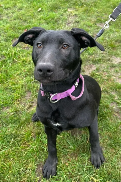 Wings and Paws Rescue Jet sitting on the grass