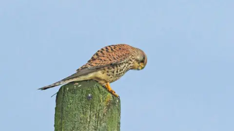 Getty Images A female kestrel perched on top of a wooden pole with a blue sky behind