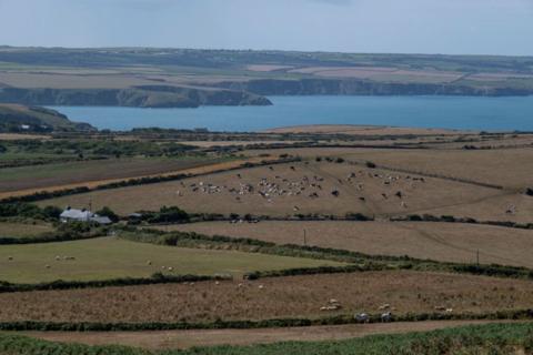 Dry agricultural landscape with parched golden grass on 19th August 2022 at Strumble Head, Goodwick, Pembrokeshire