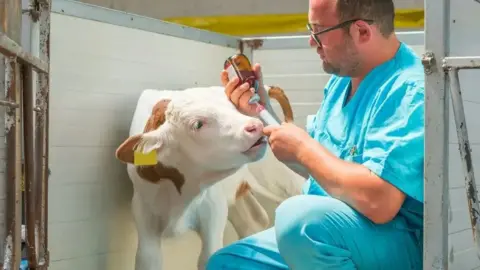 A vet wearing light blue scrubs fills a syringe in a stall containing a white and brown calf.