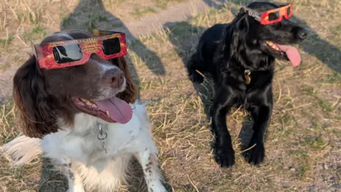 Hannah Harrison A liver-and-white springer spaniel and a black cocker spaniel wearing eclipse glasses