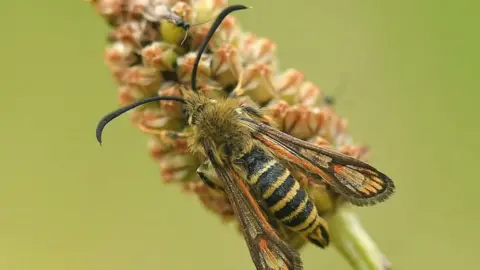 A yellow and black striped moth on a green stalk in front of a green background