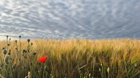 a poppy in a field