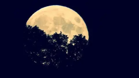 A large moon behind a silhouette of a tree on a black background