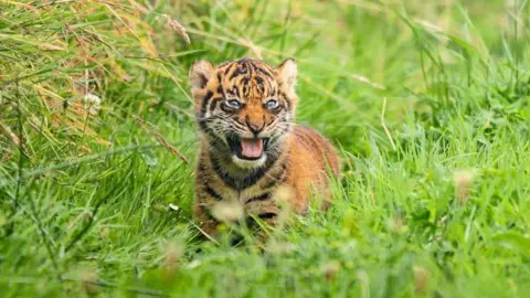 Megan Lee Photography The cub can be seen growling amongst some long grass.