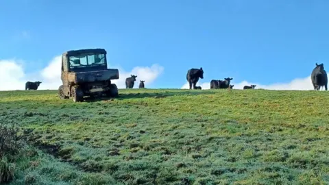 Hampshire and Isle of Wight Fire and Rescue Cows in a field with a truck parked up.