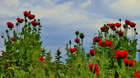 Dan Seaham Harbour Lad Red poppies and green foliage against a blue sky.