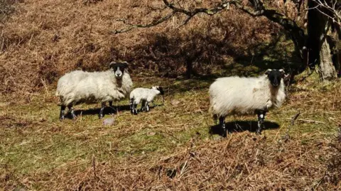 Devon and Cornwall Police Three sheep in a field which contains a tree and brown foliage. One of the sheep appears to be a lamb.