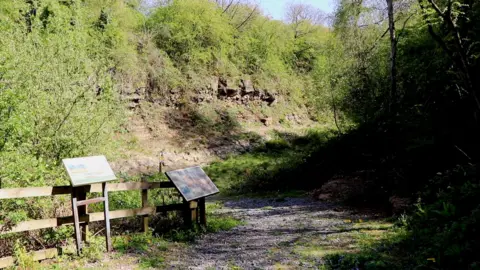Tilton Railway Cutting. A path leads down to a wall of exposed rocks, surrounded by trees and green foliage.
