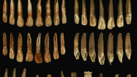 Thirty long teeth extracted from animals, pictured side-by-side against a black backdrop.