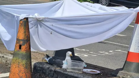 Seagull sits on a nest on a roadside surrounded by parking cones with a sheet tied over the top to protect it from direct sun