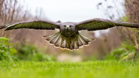 A close up of a buzzard in flight close to the ground, its wings fully outstretched. The bird is flying towards the camera. 