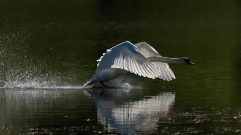 Michaela Murray A swan flying above a body of water with the water splashing around it.