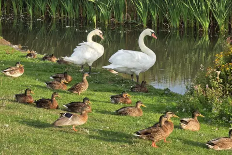 bbc weather watchers / Figaro The grassy bank of a river has two large swans and around 20 brown ducks sitting and standing on it. They are all facing the water, while long shadows are cast behind them. There are green reeds growing out of the water.