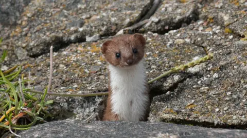David Duthie A brown and white weasel pops its head out from between cracks in grey concrete.