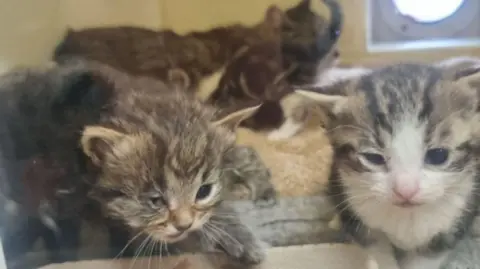 RSPCA Coventry & District Branch Tabby-looking kittens inside at the RSPCA centre.