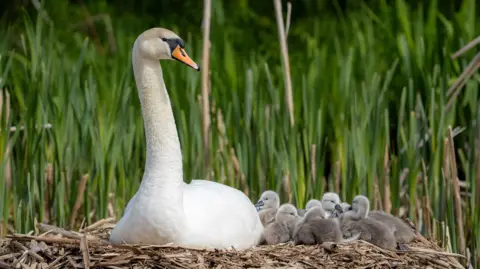 Kirsten Fraser White swan sitting on a nest made of reeds, with several grey, fluffy cygnets gathered beside it among tall green plants