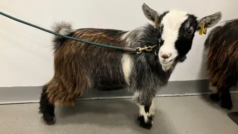 The photo shows a grey, brown and white pygmy goat on a green lead, standing indoors. The goat is looking towards the camera and has yellow tags in his ears. There is another longer haired goat partially visible to the right of the image.