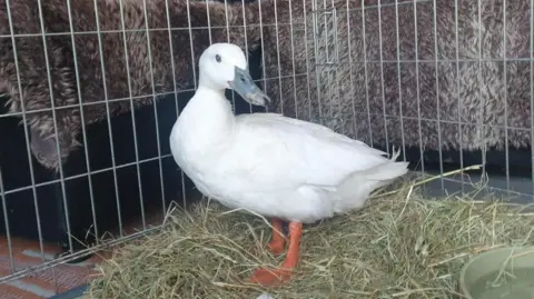 Pawz for Thought A white duck in a cage looking at the camera. It has orange feet.