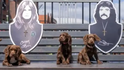 Brown Sprocker puppies sat on a Black Sabbath Bridge in Birmingham. The bench has a cut out portrait of Ozzy Osbourneand Tony Iommi.