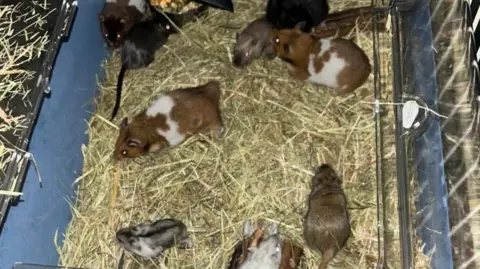 Essex Fire Service What appears to be a mix of rodents in a container with straw.
