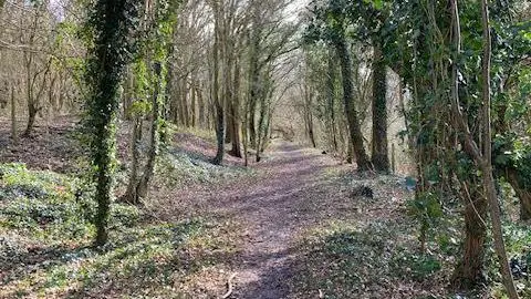 Supplied A view of woodlands with a desire path running through it