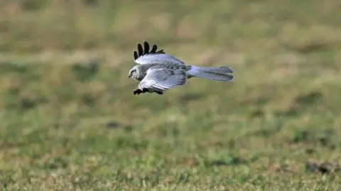 Getty Images A male hen harrier pictured flying. It has a grey body with black tips on its wings.