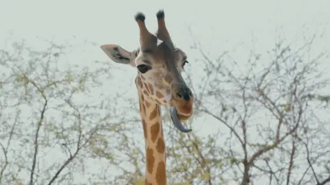 A giraffe sticking its long, grey tongue out. It is standing in front of some trees.