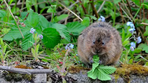 A water vole eating a leaf sat in some foliage. It is sitting on a wall of rocks, and there is plant life behind it.